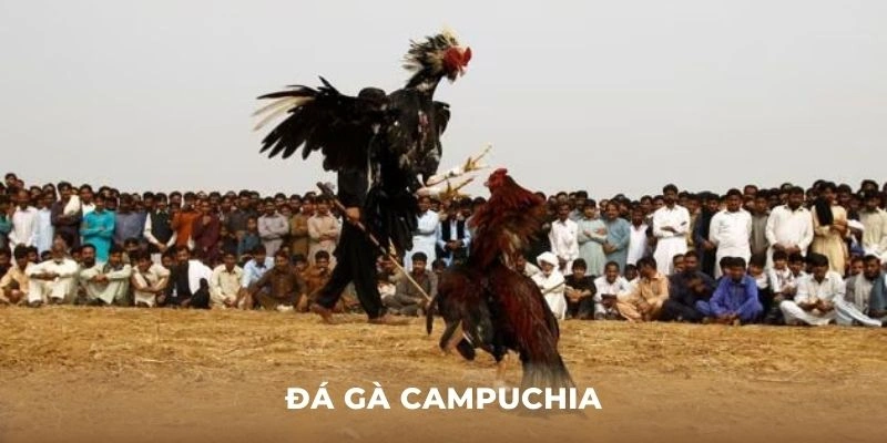 đá gà Campuchia